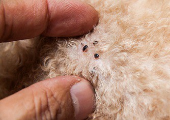 Afbeelding vlooien-hond-kat